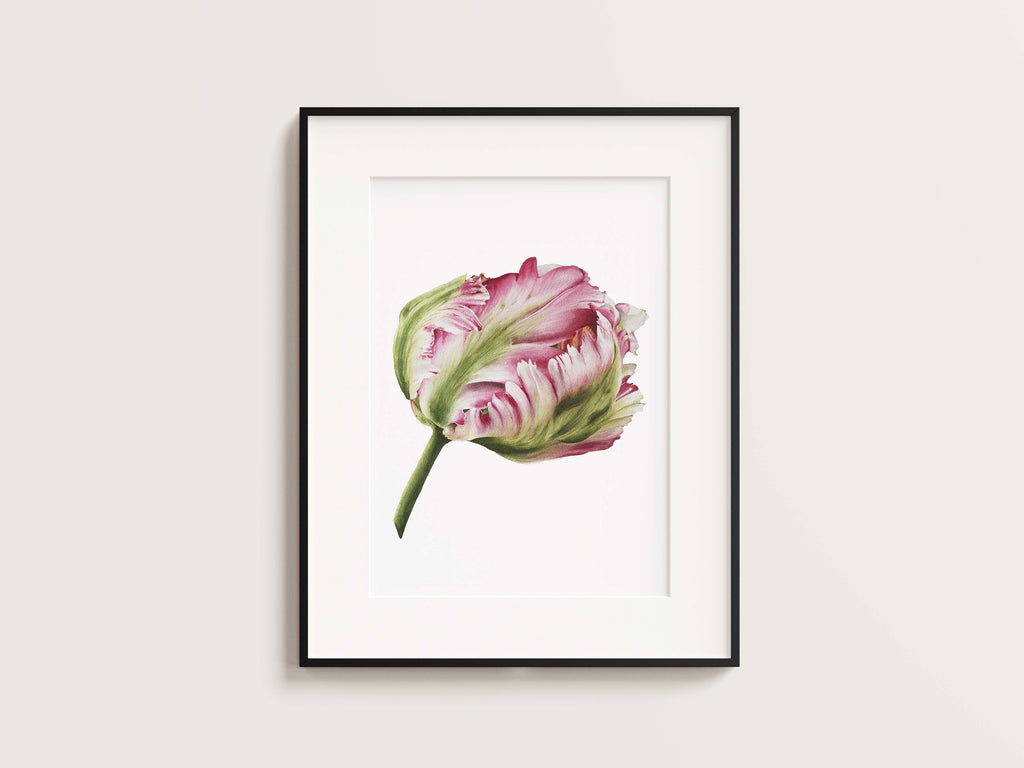 Parrot Tulip #1