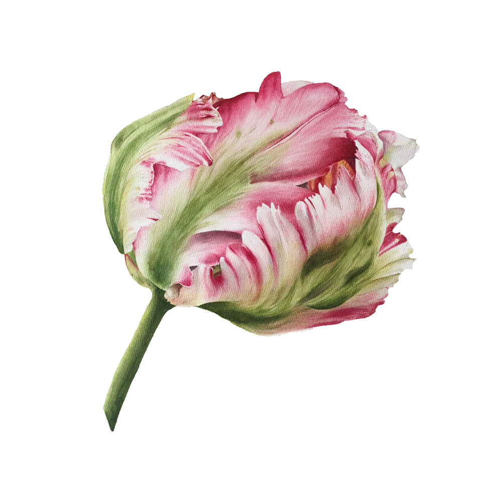 Parrot Tulip #1