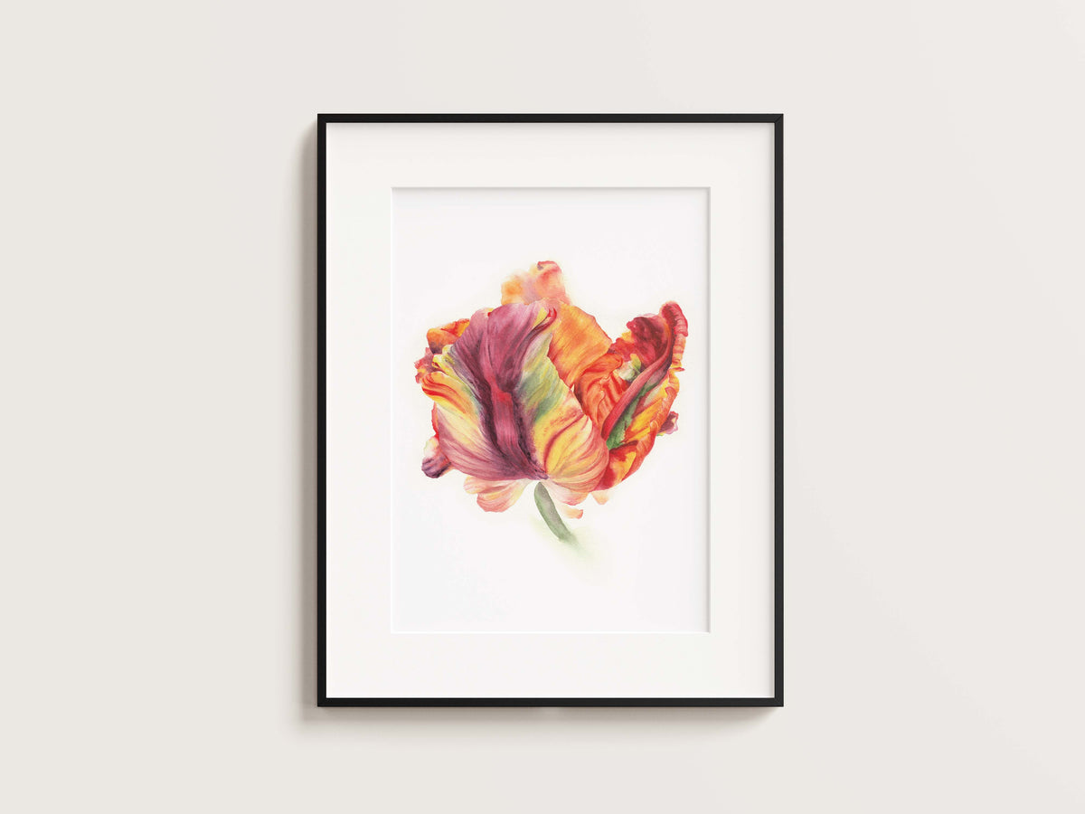 Parrot Tulip #2