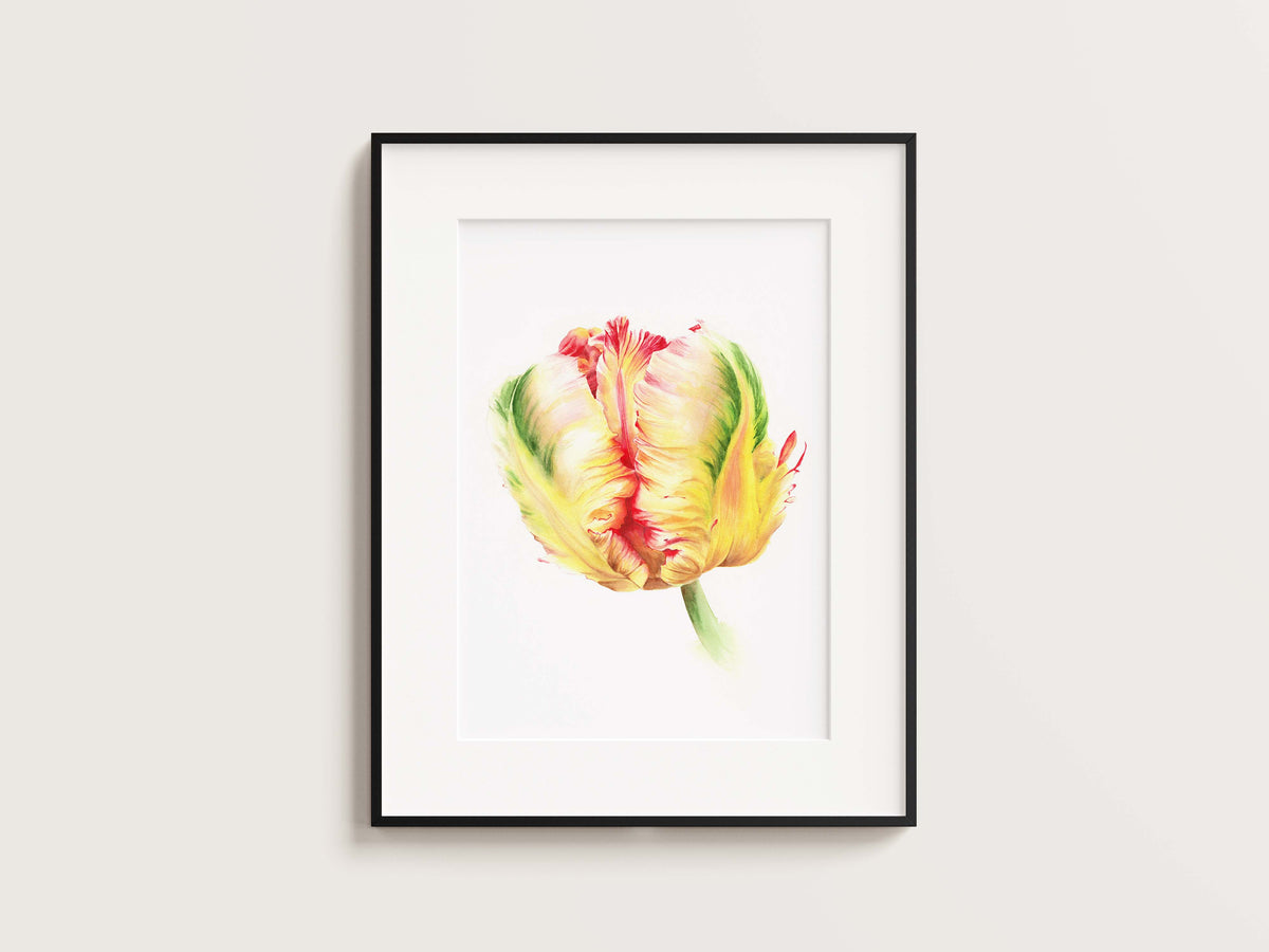 Parrot Tulip #3