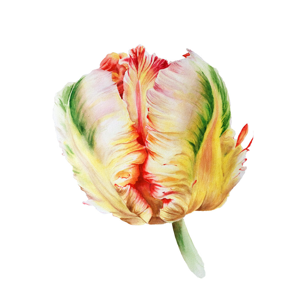 Parrot Tulip #3