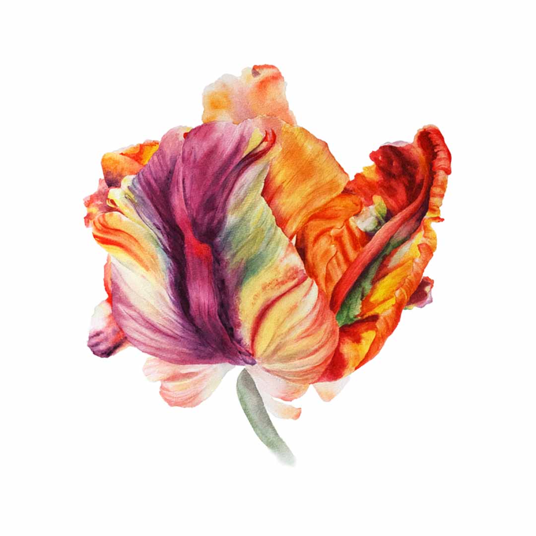 Parrot Tulip #2
