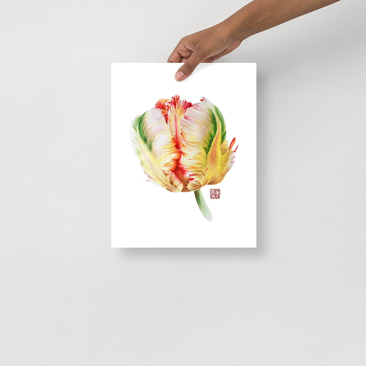 Parrot Tulip #3