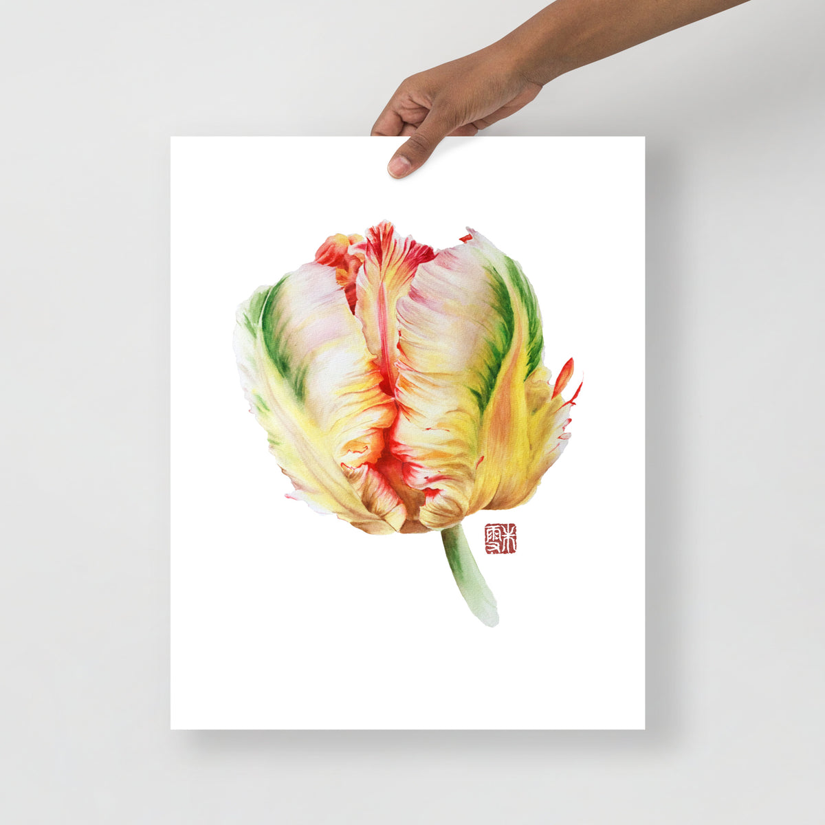 Parrot Tulip #3